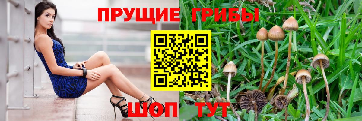 что такое   Галлюциногенные грибы Psilocybine cubensis  Вход с VPN  Долгопрудный 